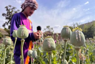 আফগানিস্তানে আফিম উৎপাদন কমেছে ৯৫ শতাংশ